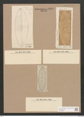 Navicula sp. (de-Toni-Nr.: Genus 1) Zeichnungen Sammlung Grunow Nr. 1358 (NHMW-BOT-W0368303)